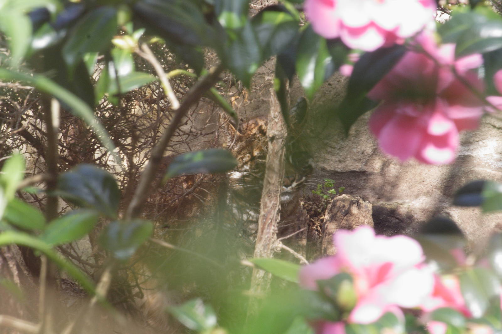 Ipoh - Tibetan golden cat