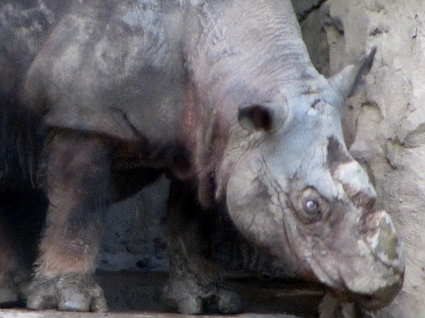 Ipuh the Sumatran Rhinoceros