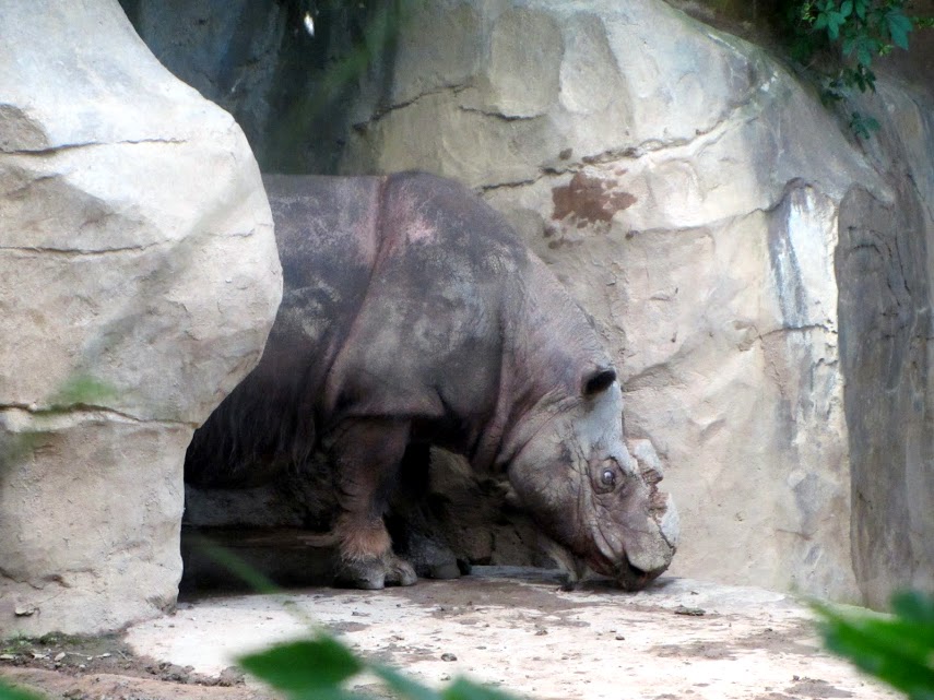 Ipuh the Sumatran Rhinoceros