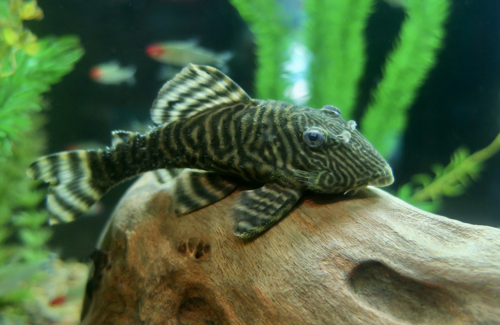 Iquitos Tiger Pleco (Panaqolus changae)