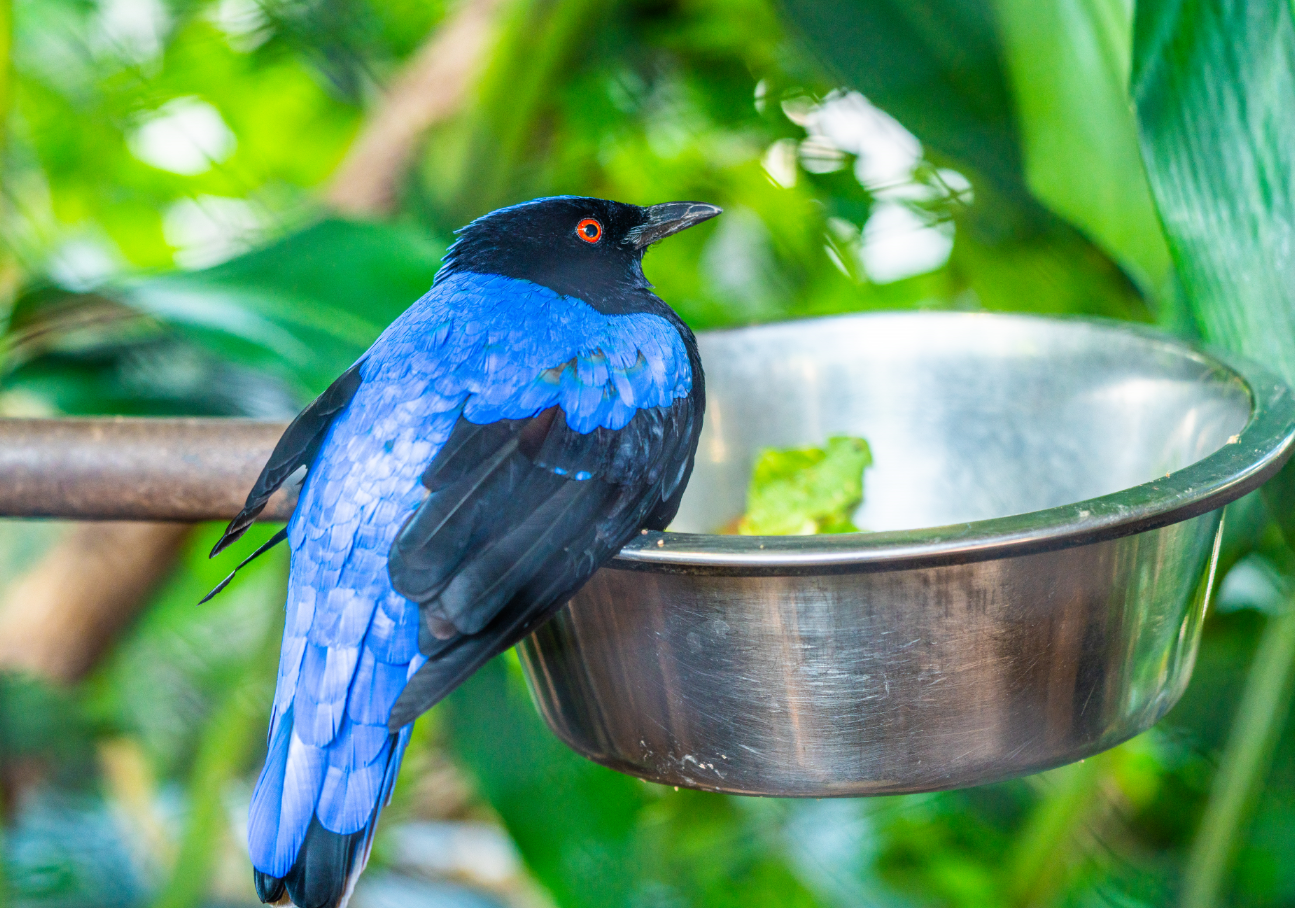 Ira the Fairy-bluebird