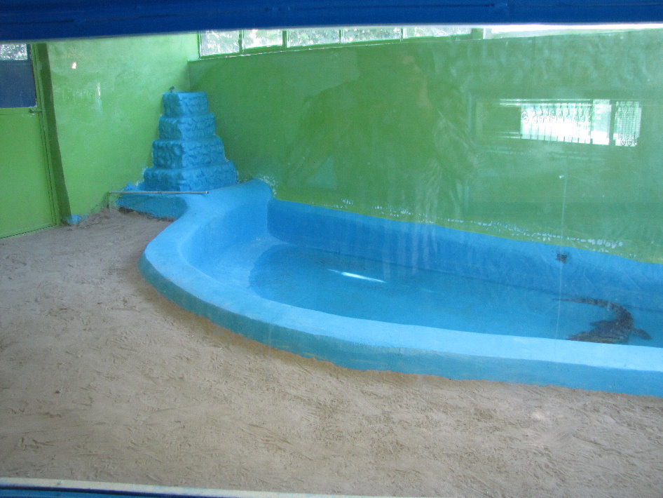 Iranian crocodile Exhibit