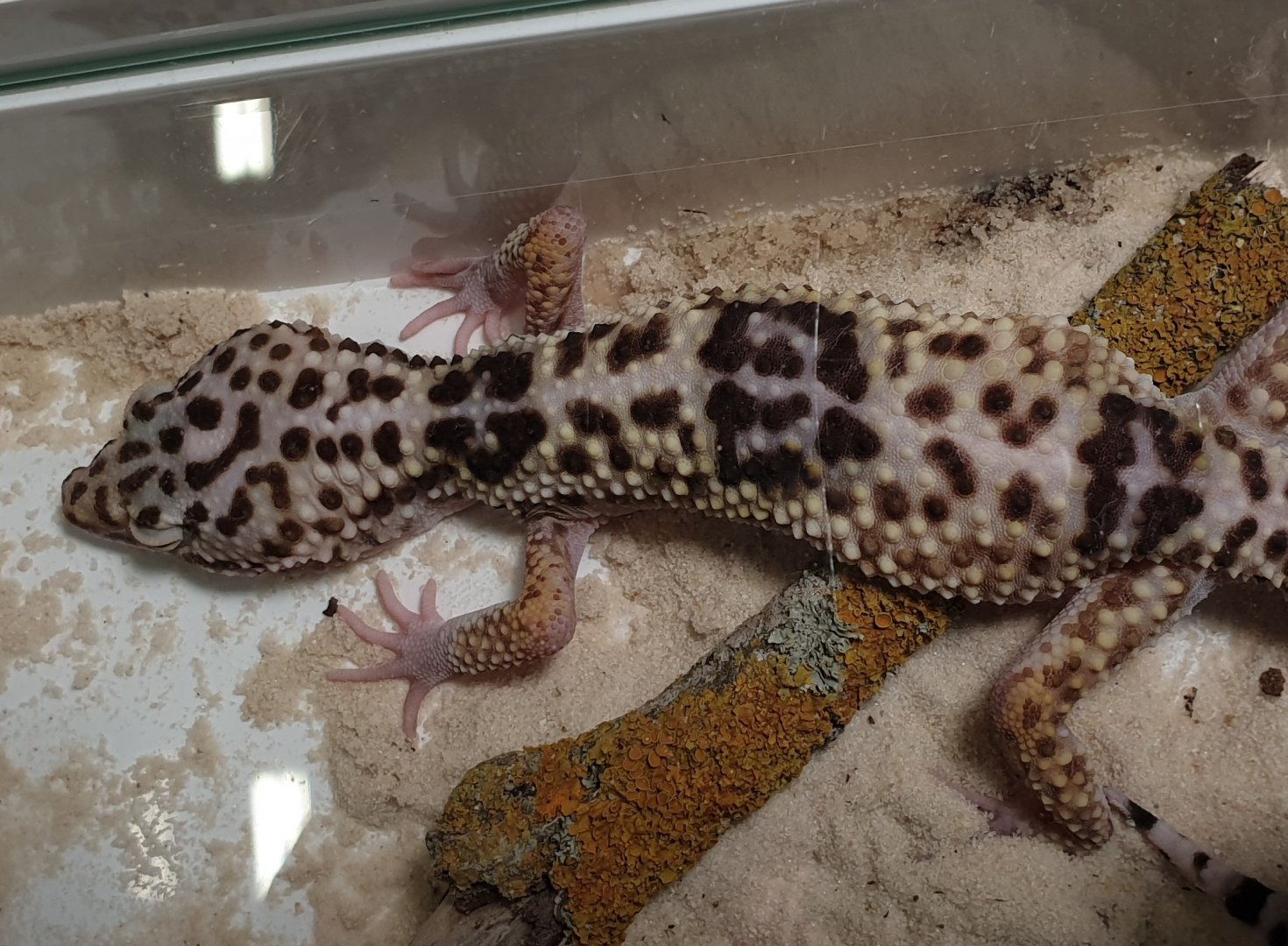 Iranian fat-tailed gecko - Eublepharis angramainyu