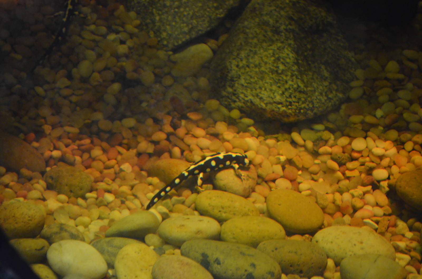 Iranian Harlequin Newt
