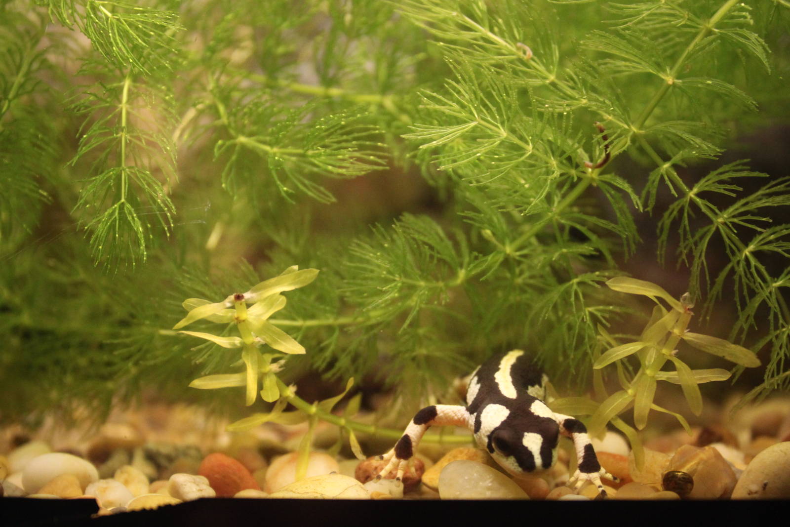 Iranian harlequin newt