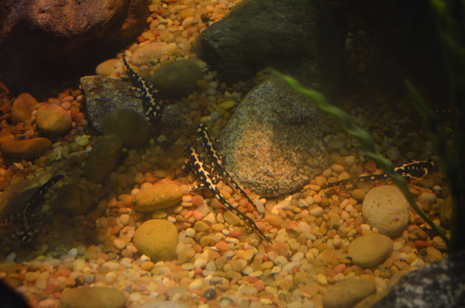 Iranian Harlequin Newts