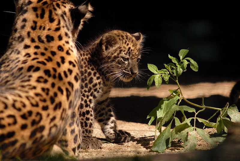 Iranian leopard at Chemnitz zoo