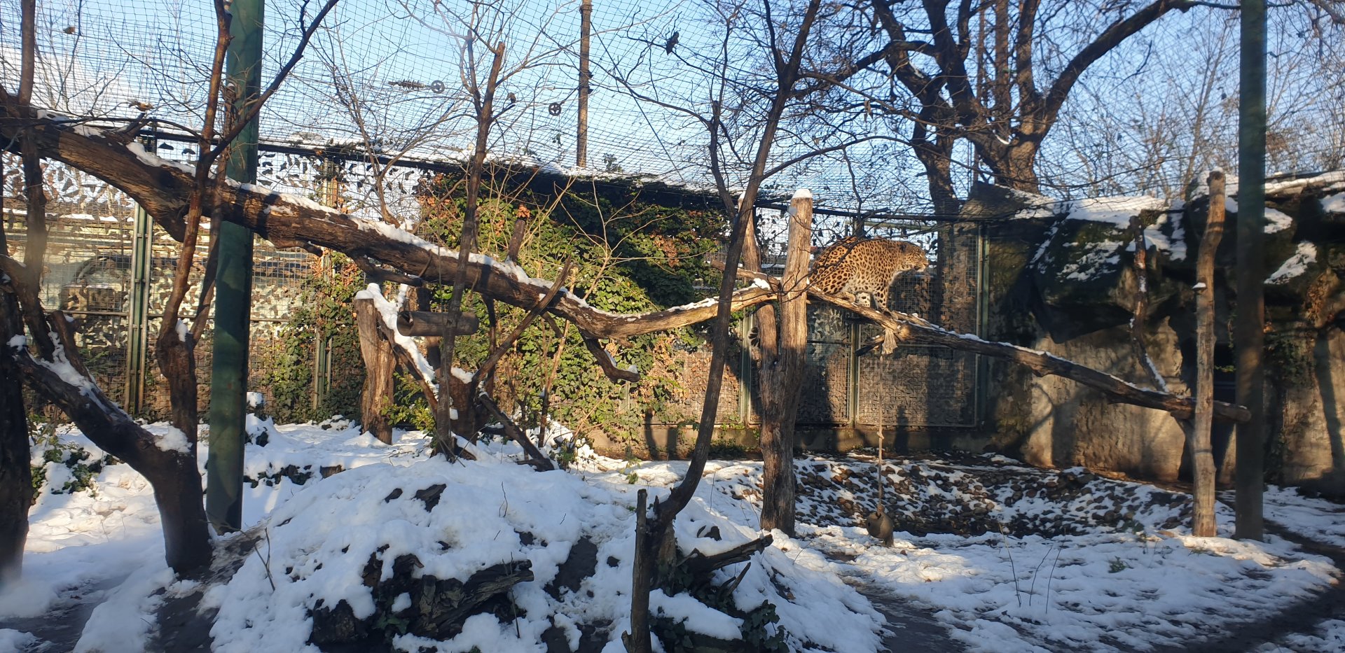Iranian leopard enclosure