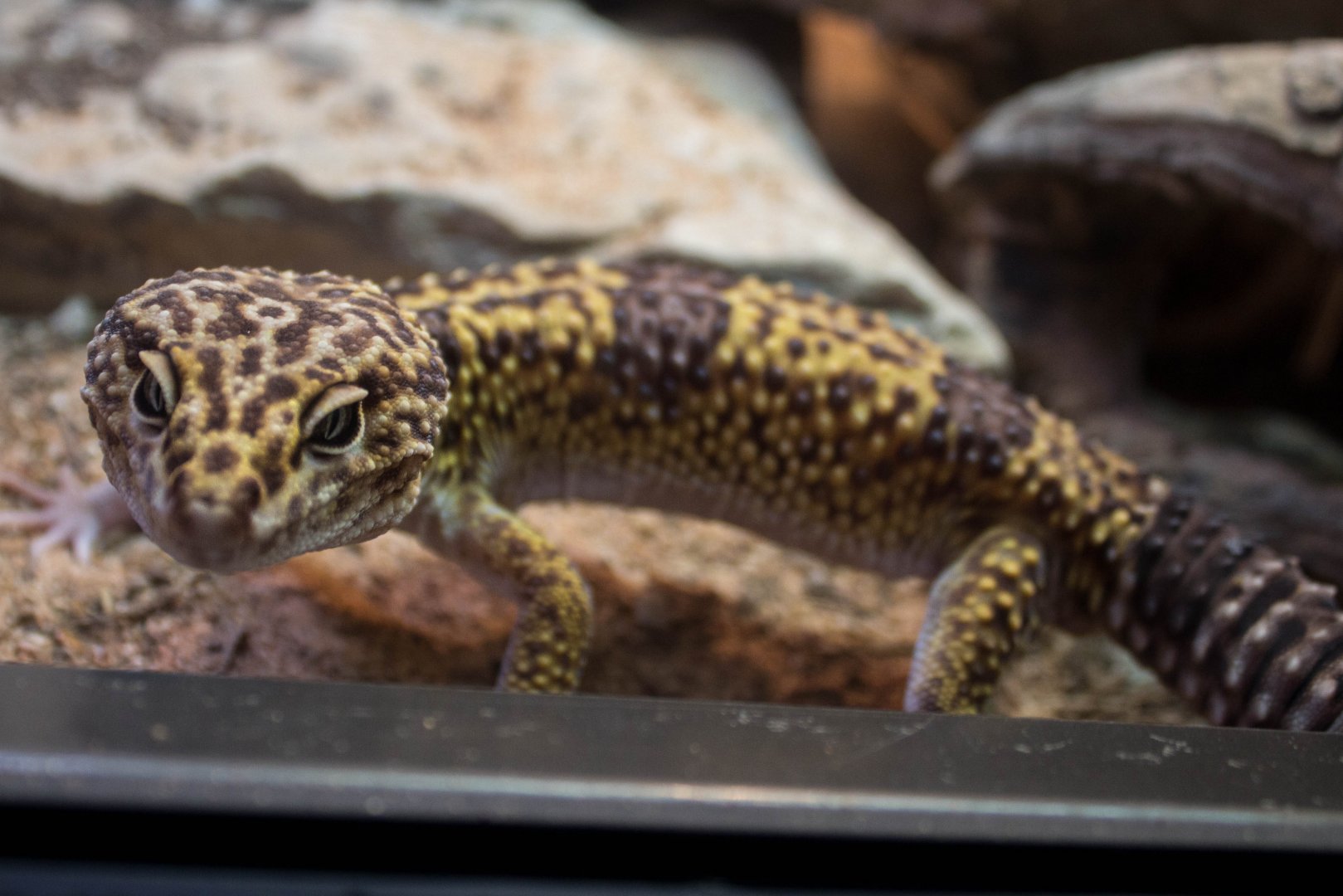 Iranian leopard gecko