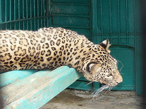 Iranian Leopard in Kishinev Zoo