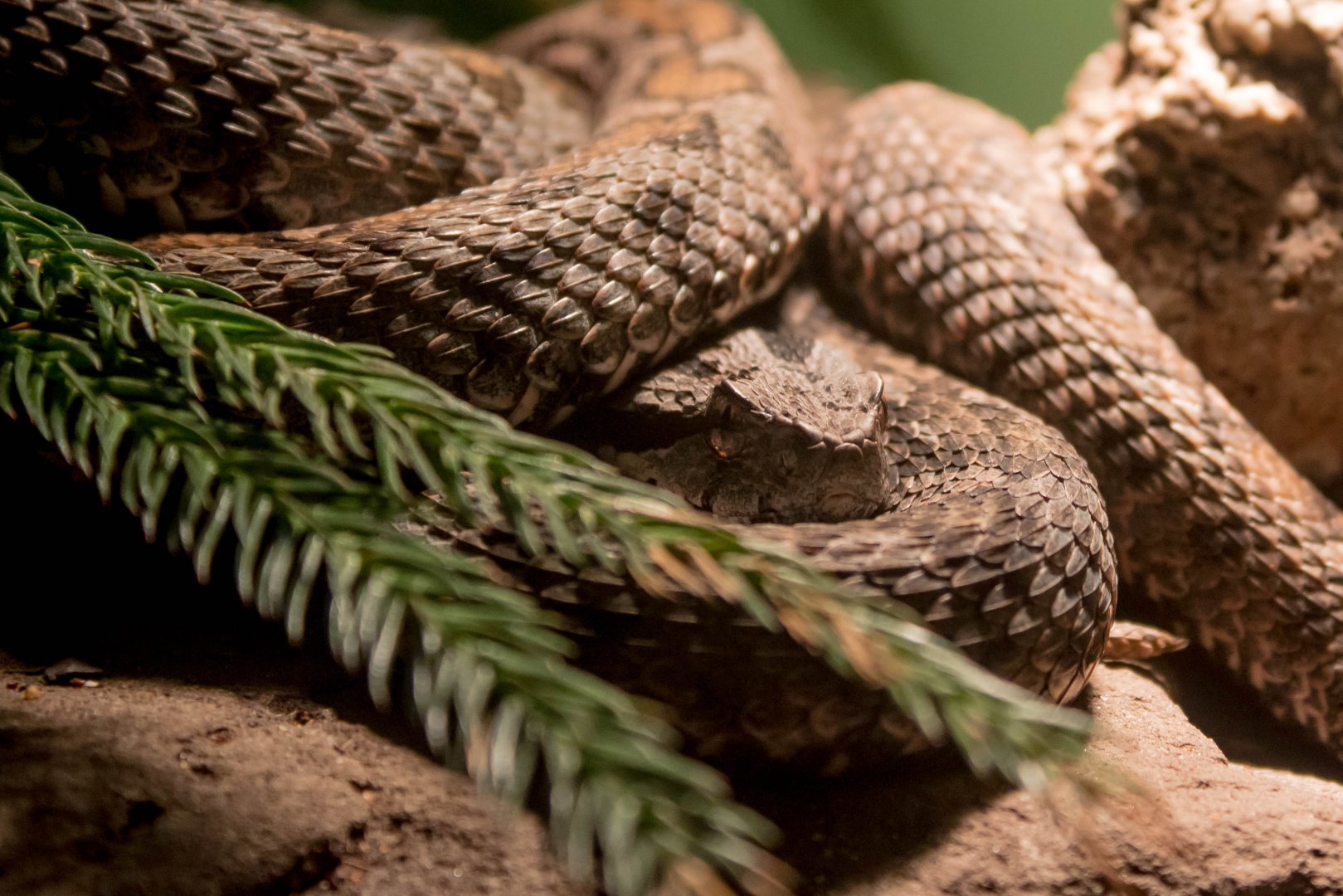 Iranian mountain viper