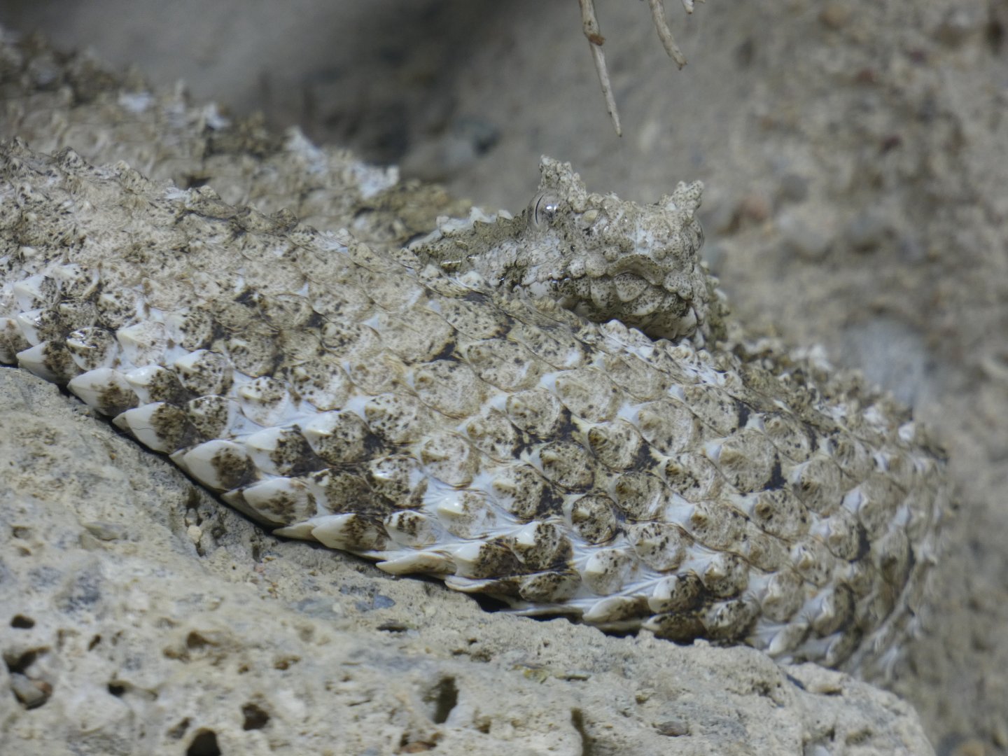 Iranian spider-tailed horned viper