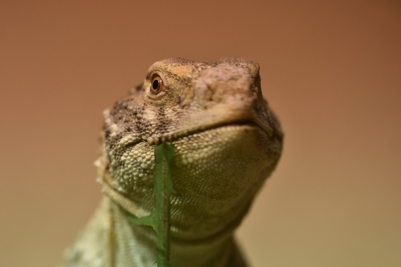 Iraqi Spiny-tailed Lizard Saara loricata