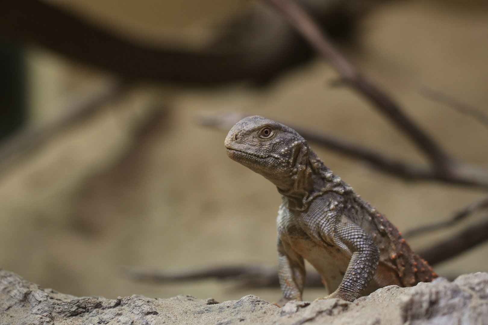 Iraqi spiny-tailed lizard