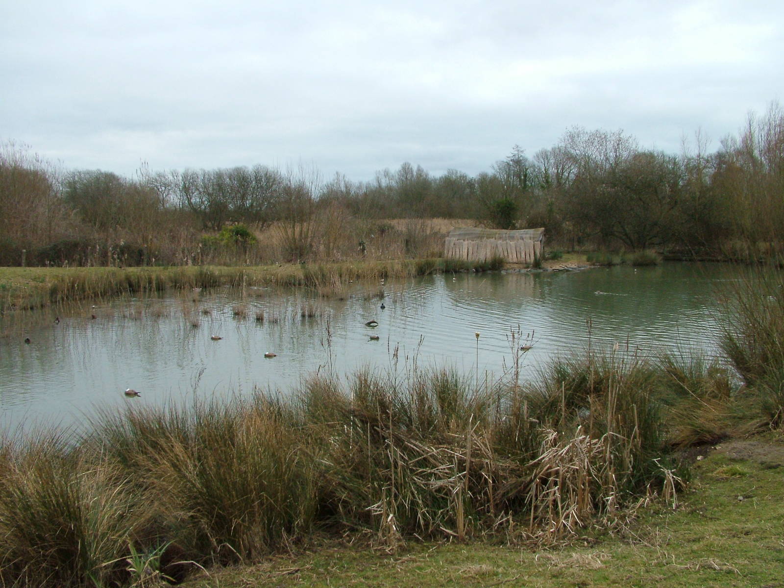 Iraqi Wetlands exhibit at Arundel WWT 13/03/10