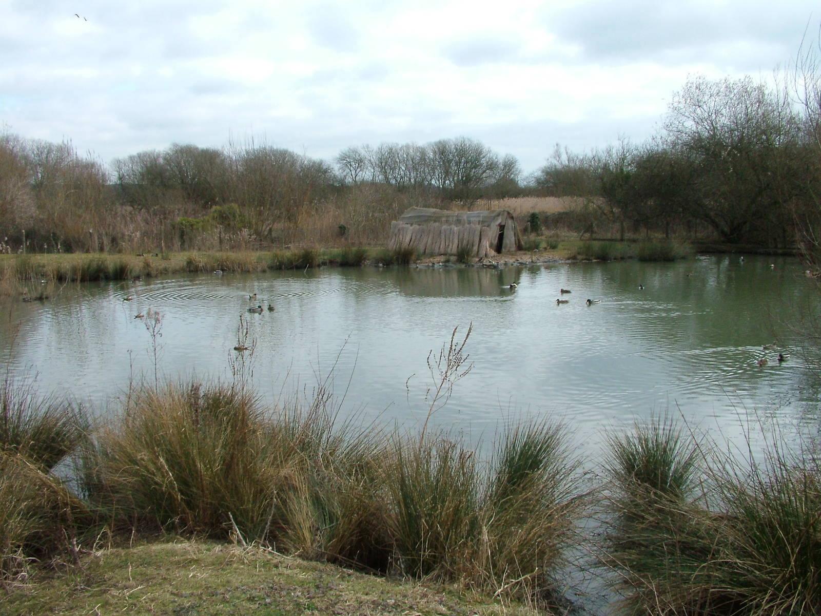 Iraqi Wetlands exhibit at Arundel WWT 13/03/10
