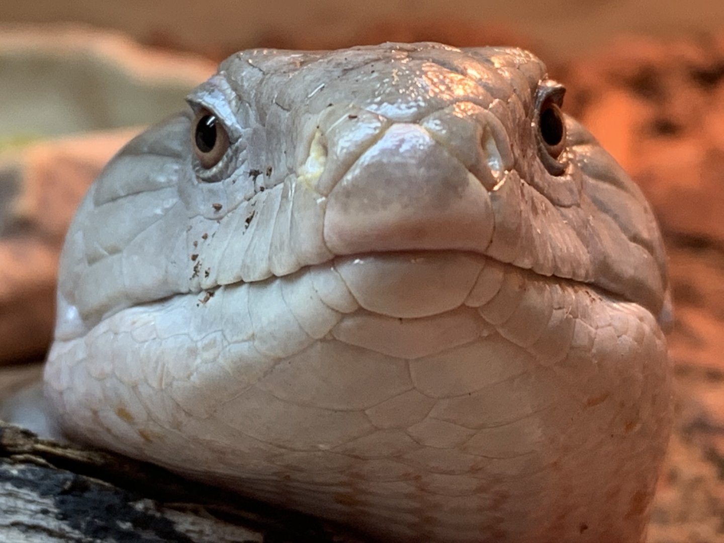 Irian Jaya Blue Tongue Skink at Northumberland College Zoo (2020)