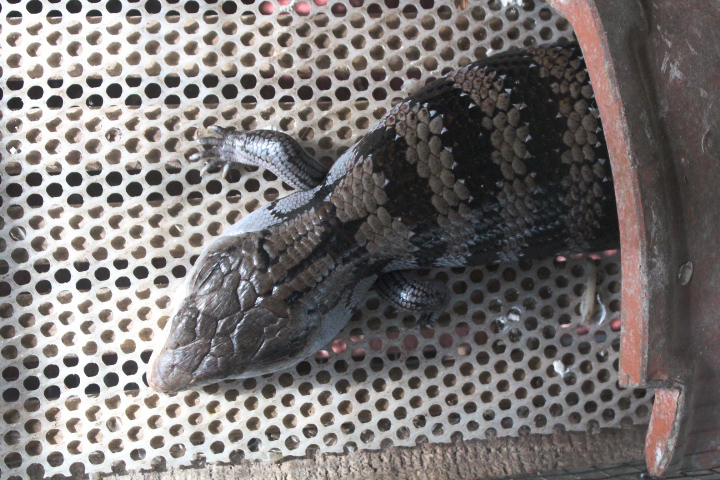 Irian Jaya blue-tongued skink (Tiliqua sp. 'Irian Jaya') - Taman Konservasi Sato Loka