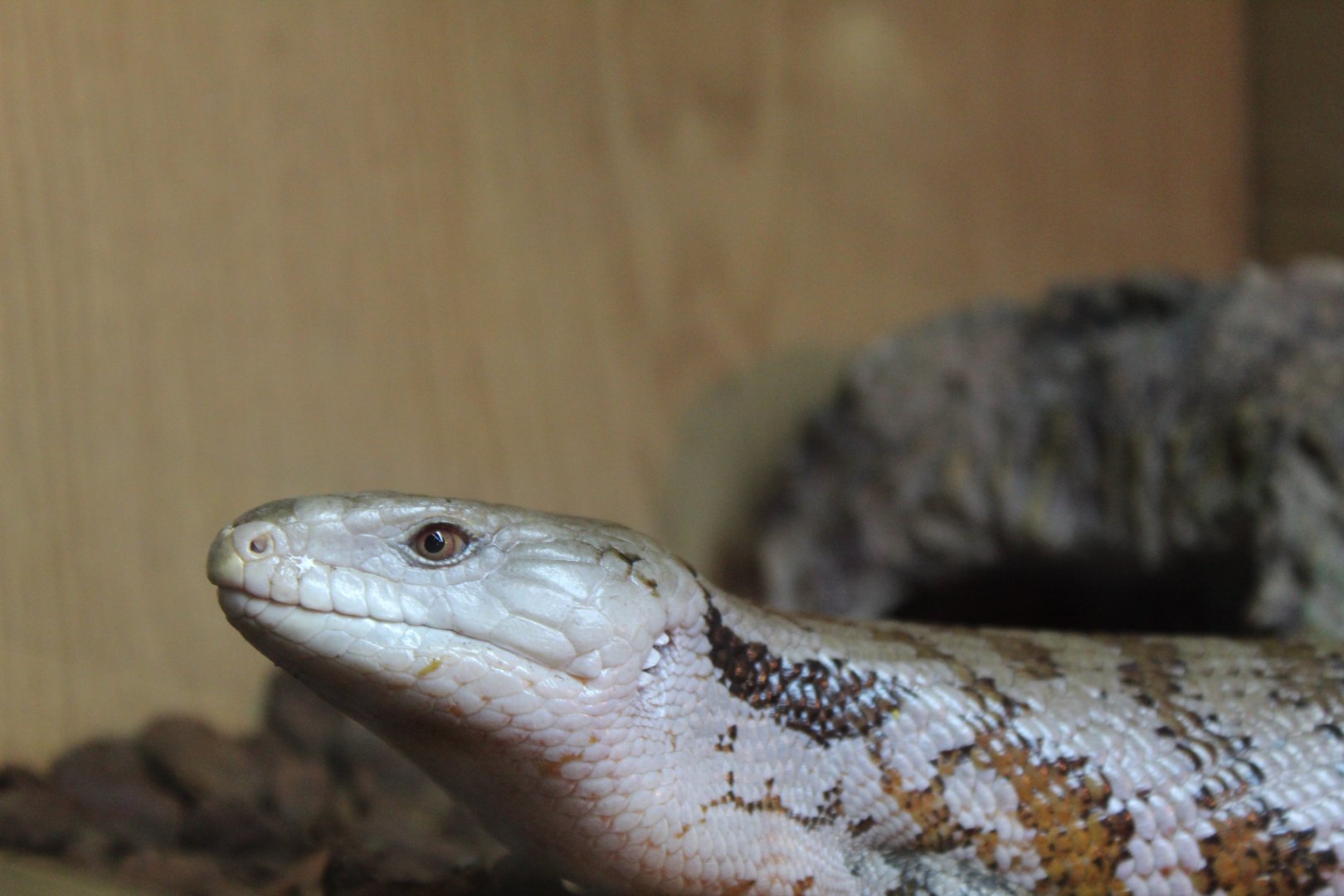 Irian Jaya blue-tongued skink (Tiliqua sp. nov. 'Irian Jaya')