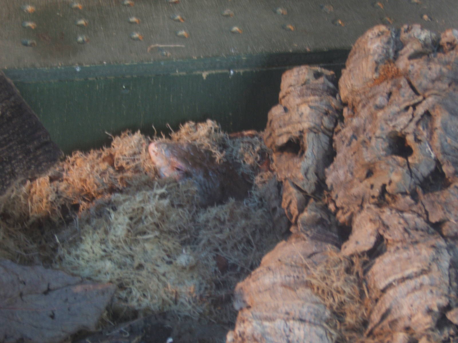 Irian Jaya Blue-tongued Skink