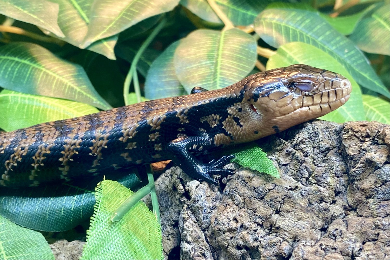 Irian Jaya Blue-tongued Skink