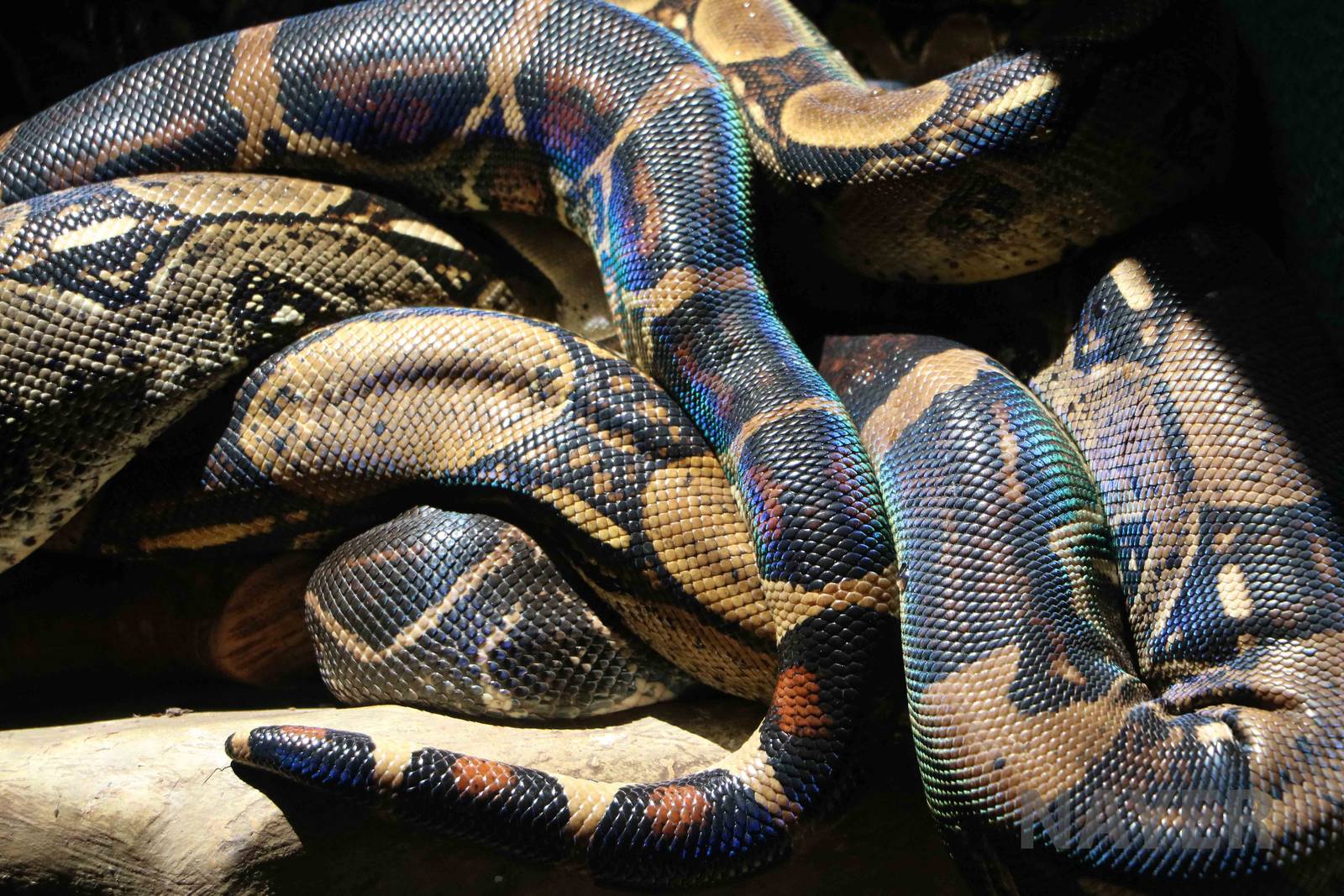Iridescent boas, March 2016