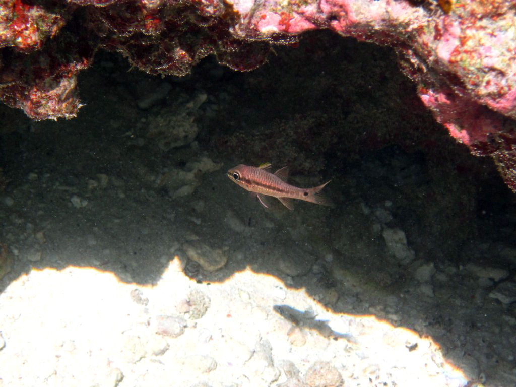 Iridescent Cardinalfish