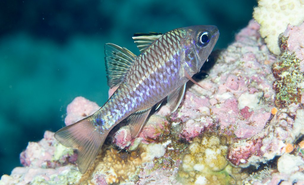 Iridescent Cardinalfish