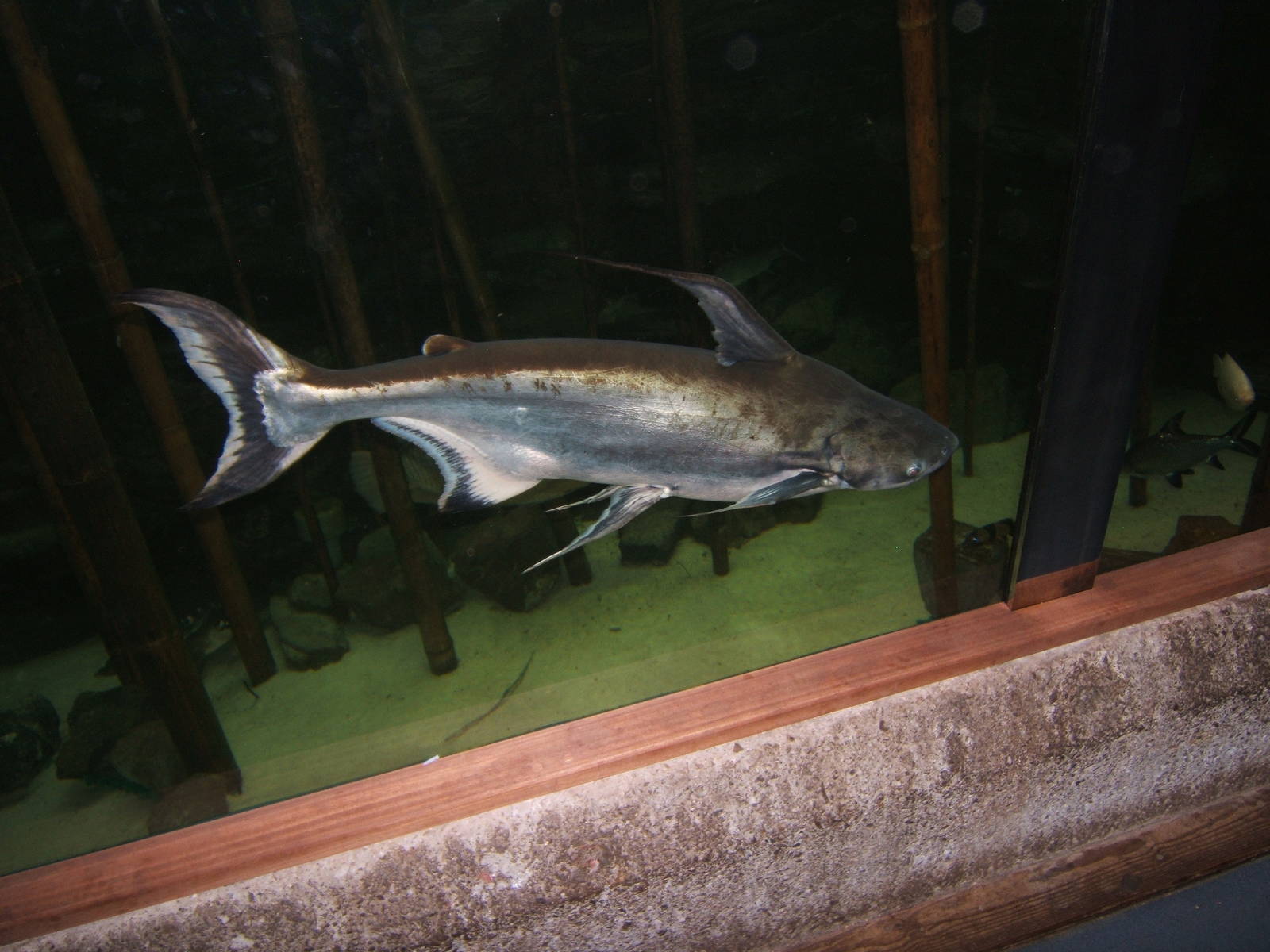 Iridescent Shark Catfish (Pangasius santiwongesi)