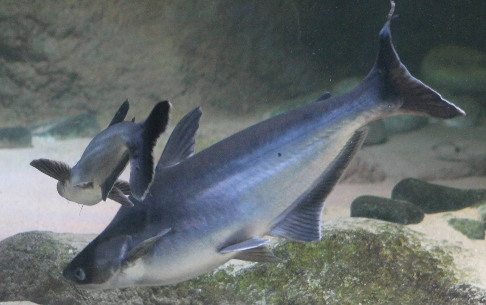 Iridescent shark catfish