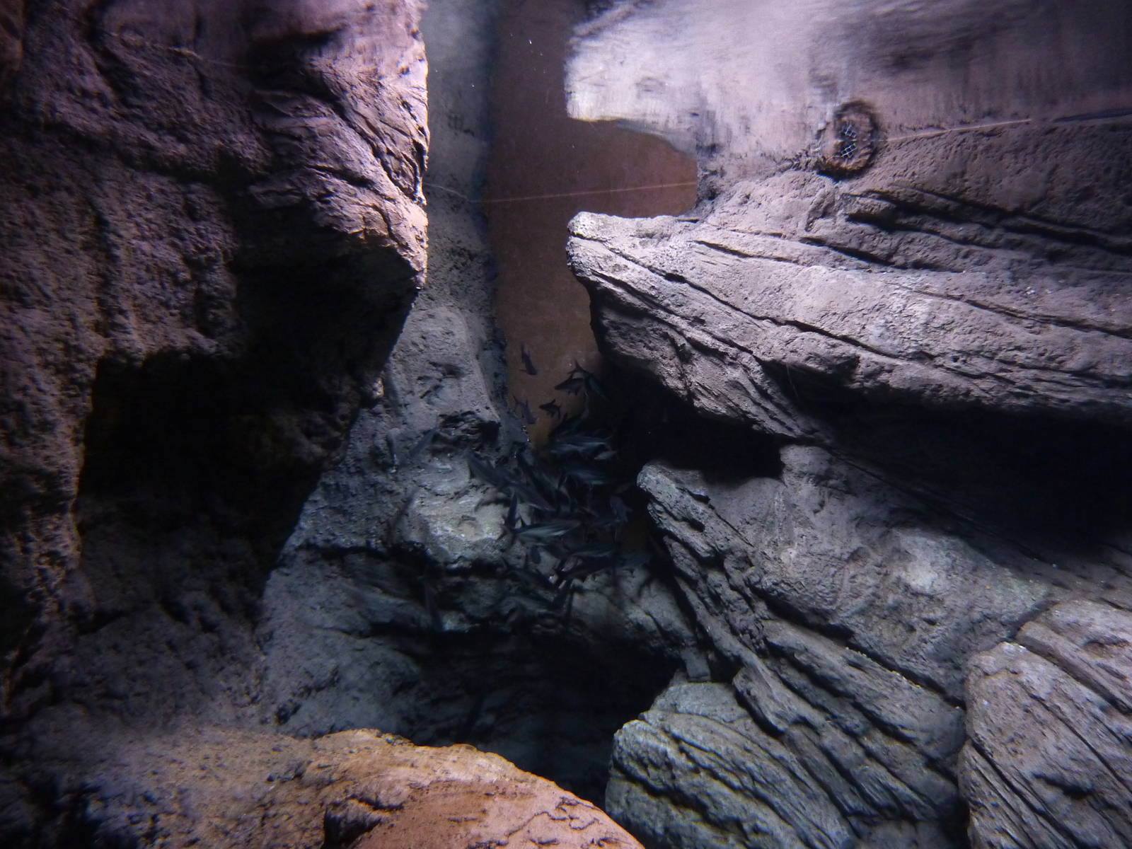 Iridescent shark cluster, 10th April 2012