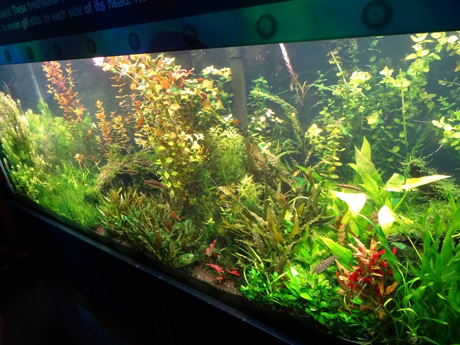 Iridescent Shark Exhibit at SeaWorld Orlando