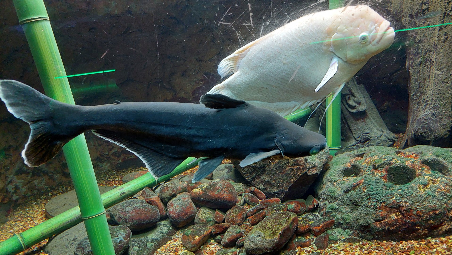Iridescent Shark (Pangasianodon hypophthalmus) and Giant Gourami