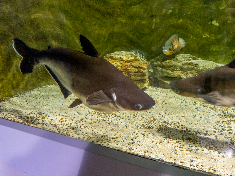 iridescent shark / Pangasianodon hypophthalmus