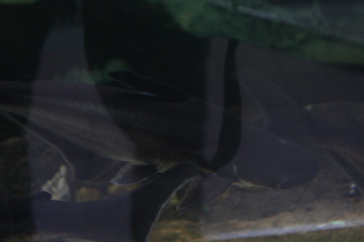 Iridescent shark (Pangasianodon hypophthalmus)