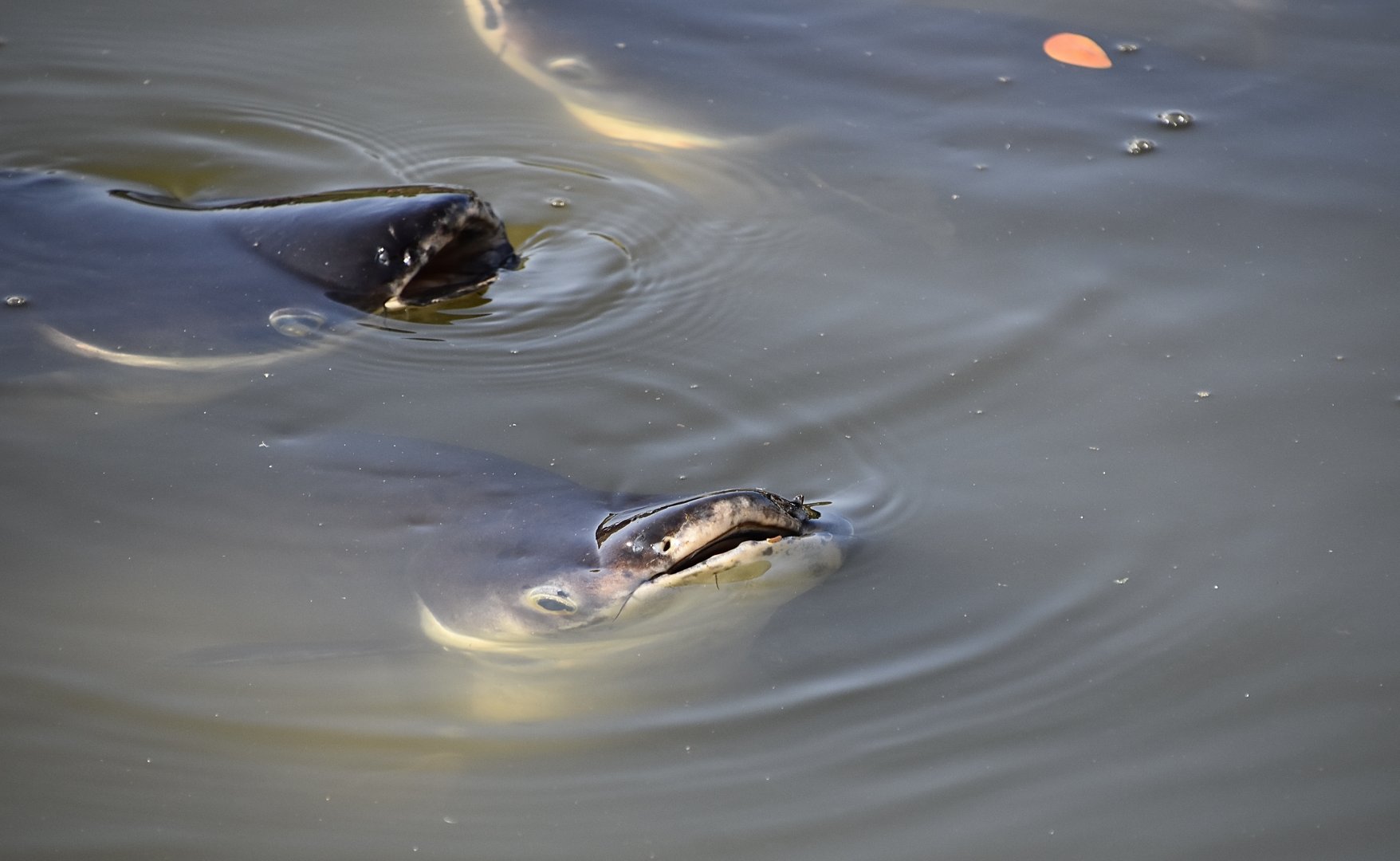 Iridescent Shark (Pangasianodon hypophthalmus)