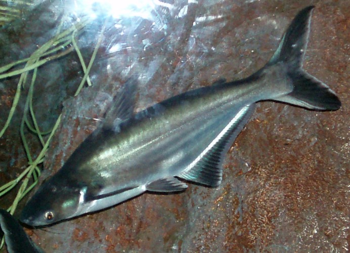 Iridescent Shark (Pangasius hypophthalmus)