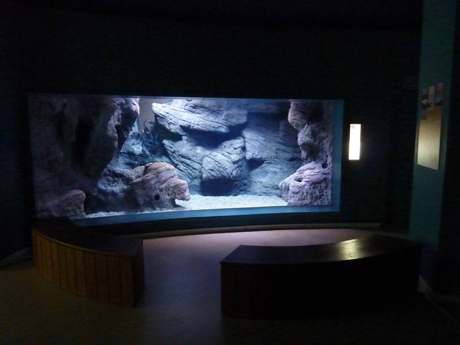 Iridescent shark tank, 10th April 2012