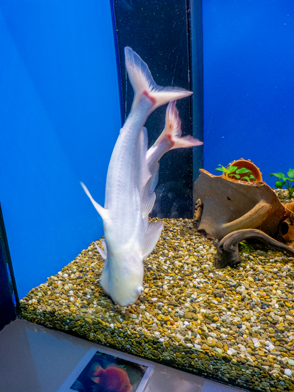 iridescent shark Var Sutchi Albino / Pangasianodon hypophthalmus