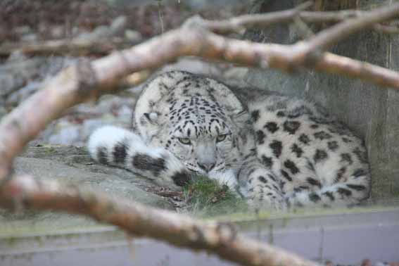 Irina, Female Snow Leopard at Marwell