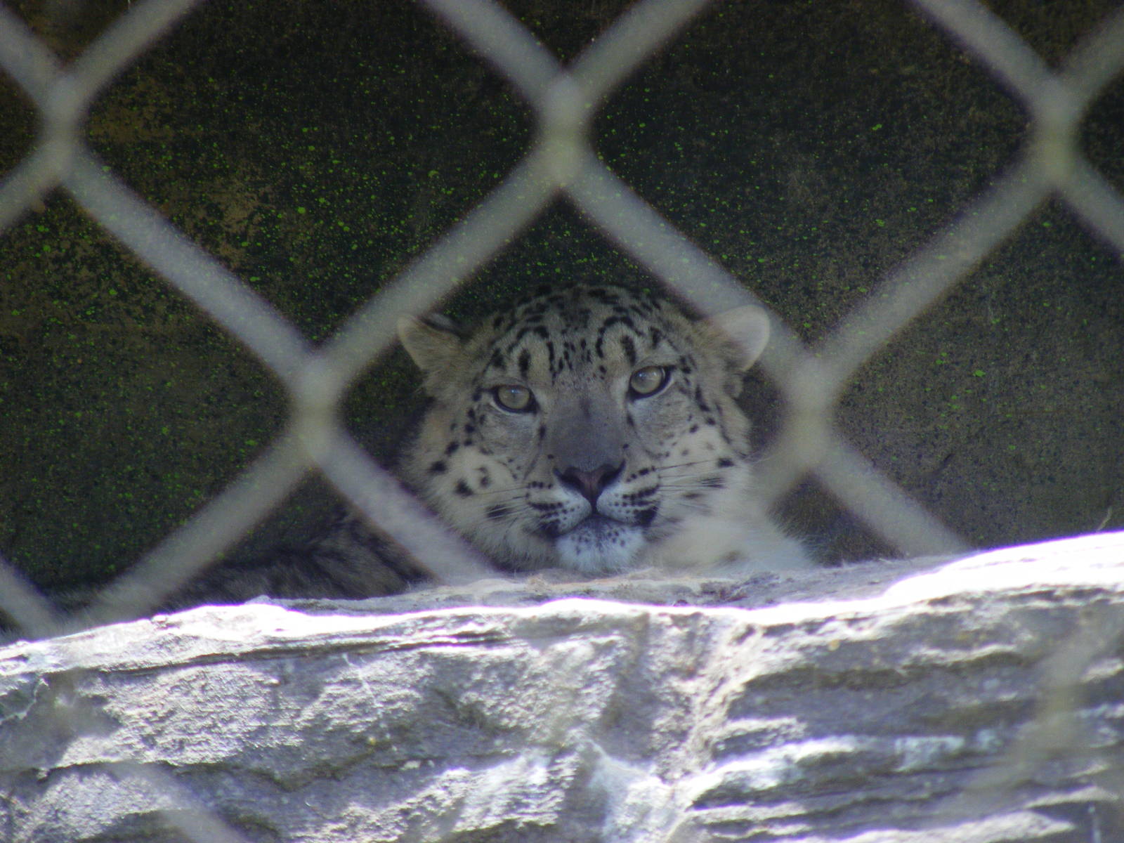 Irina the snow leopard at Marwell Wildlife, 11 July 2010