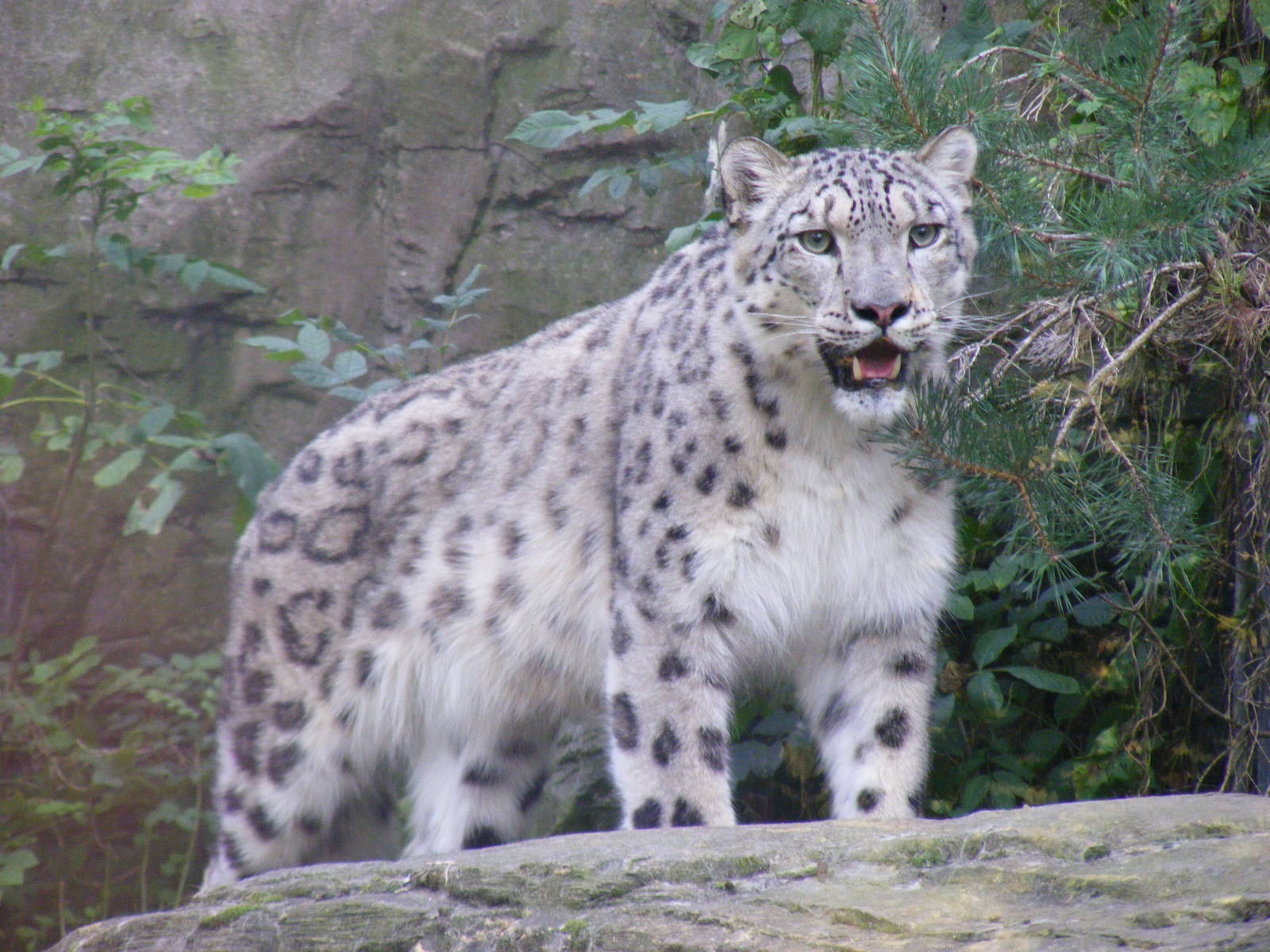 Irina the snow leopard at Marwell Wildlife, 2 September 2010