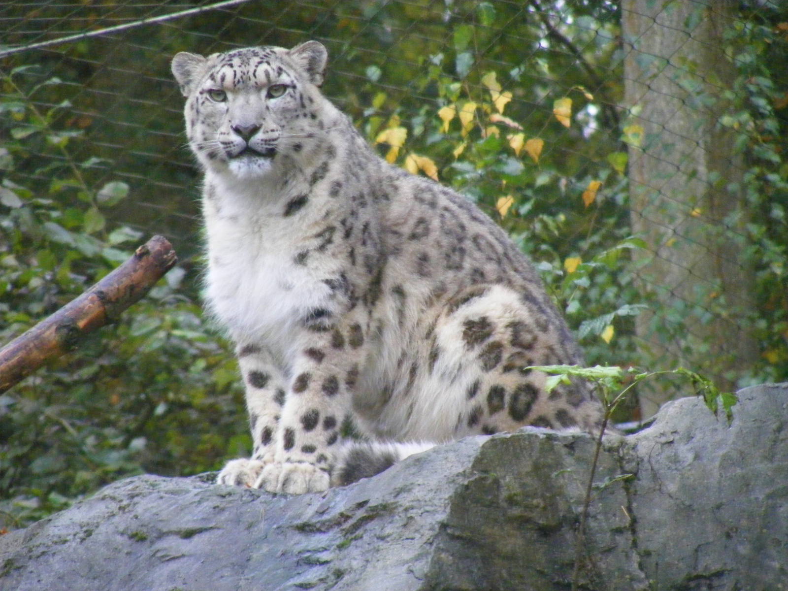 Irina the snow leopard at Marwell Wildlife, 30 October 2011