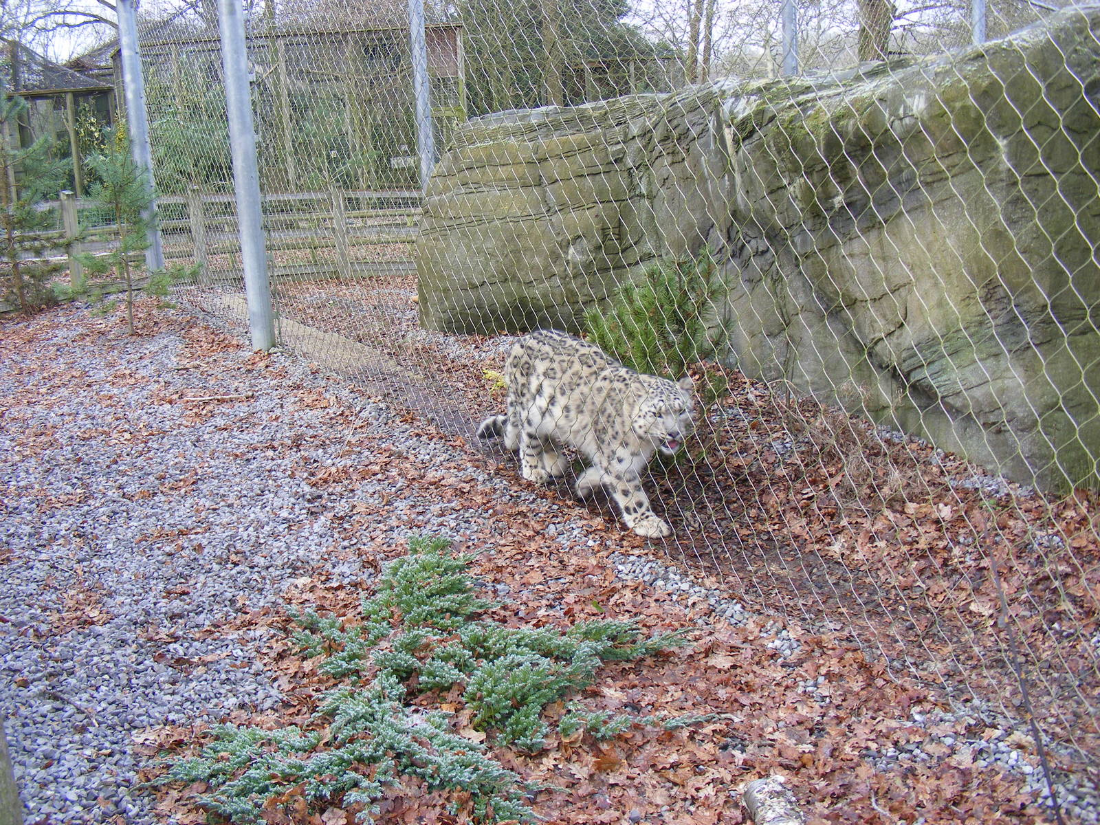 Irina the snow leopard at Marwell Wildlife, 31 January 2010