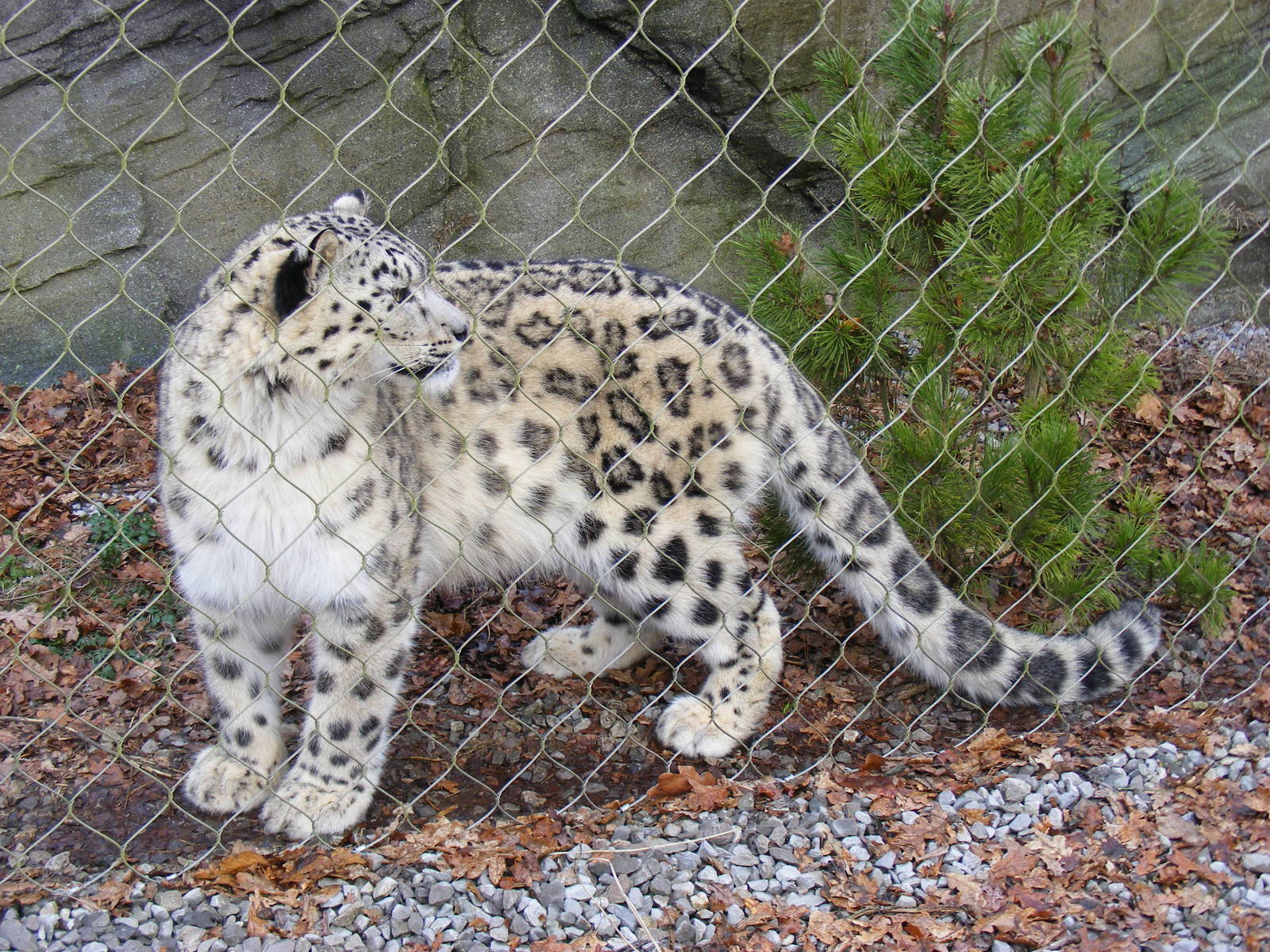 Irina the snow leopard at Marwell Wildlife, 31 January 2010