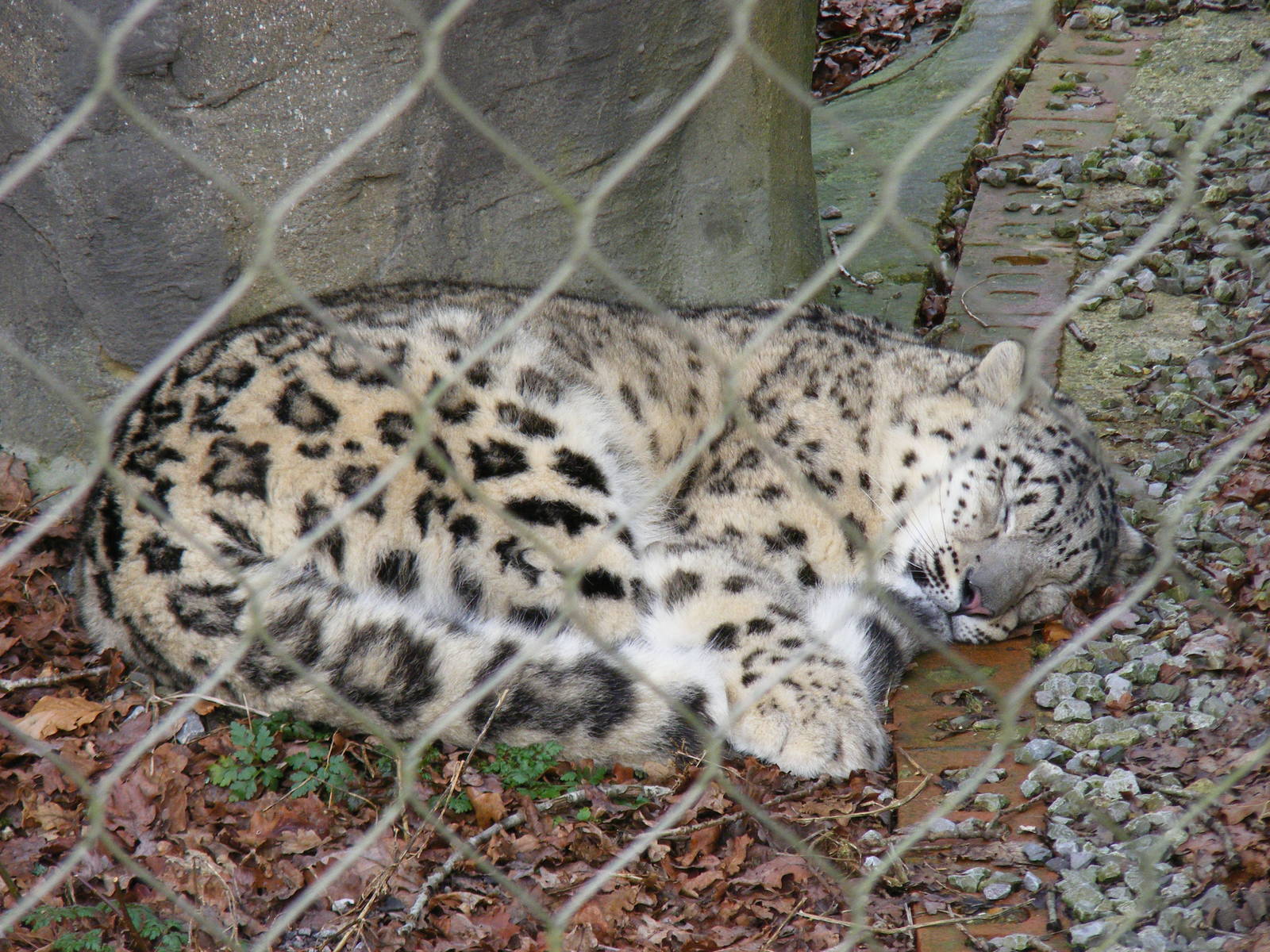 Irina the snow leopard at Marwell Wildlife, 31 January 2010