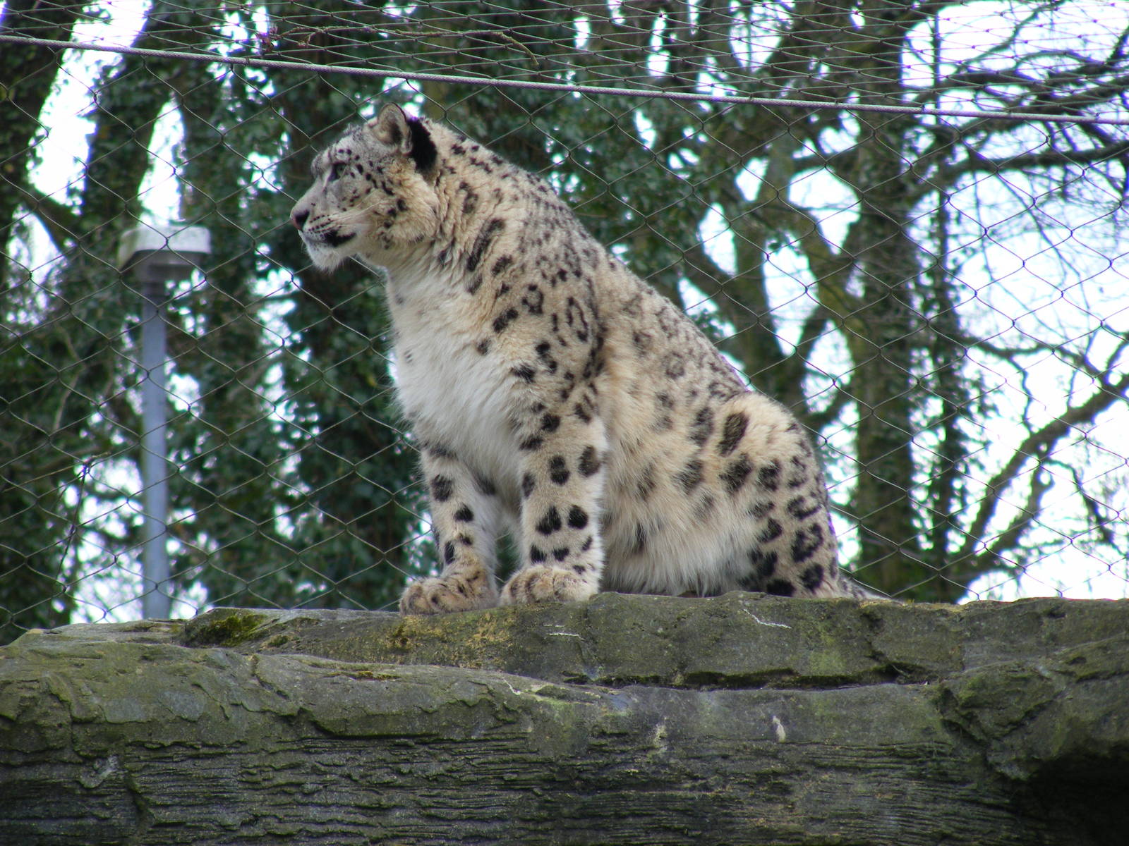 Irina the snow leopard at Marwell Wildlife, 6 March 2010