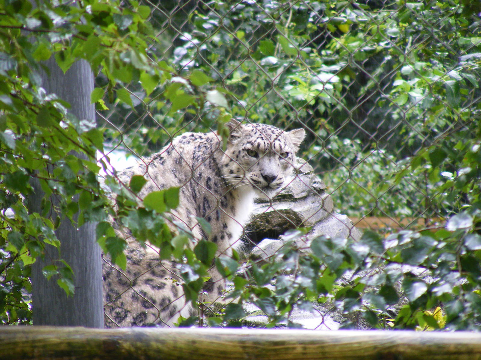 Irina the snow leopard at Marwell Wildlife on 26 August 2011