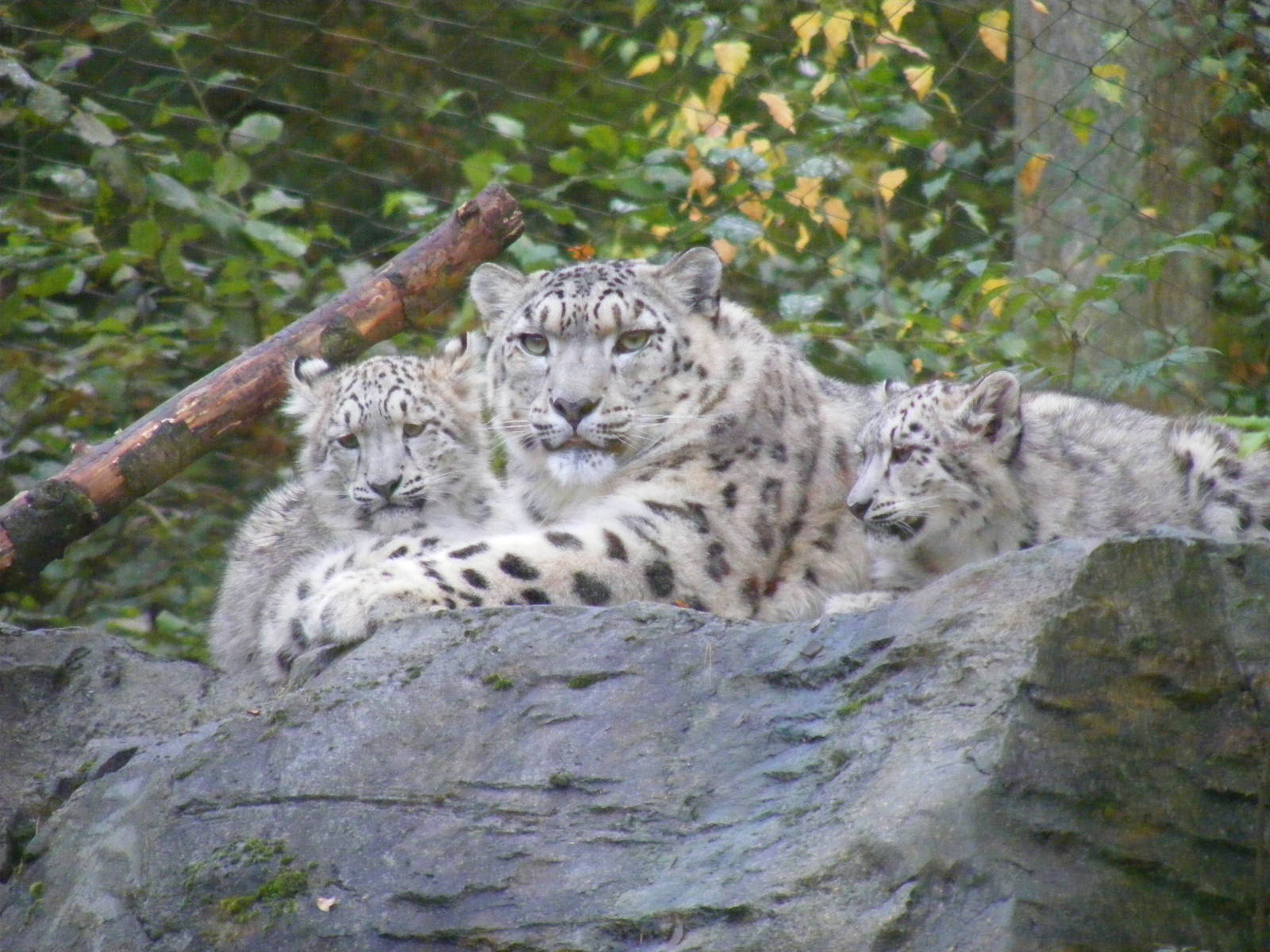 Irina the snow leopard with two of her cubs at Marwell Wildlife, 30 October