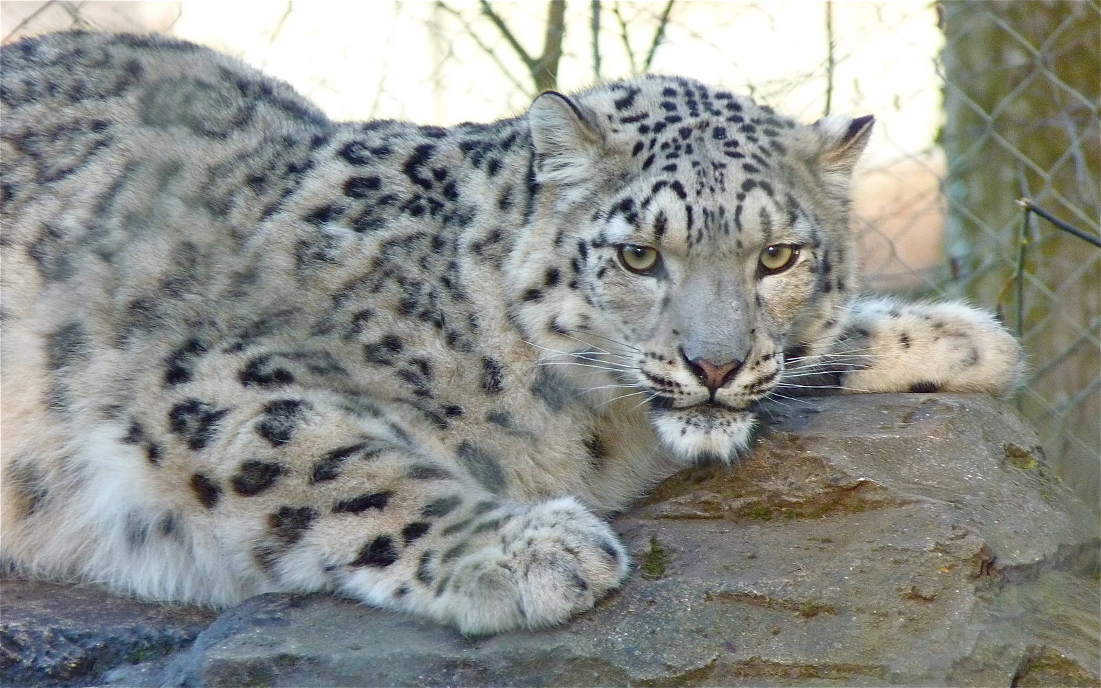 Irina the Snow Leopard